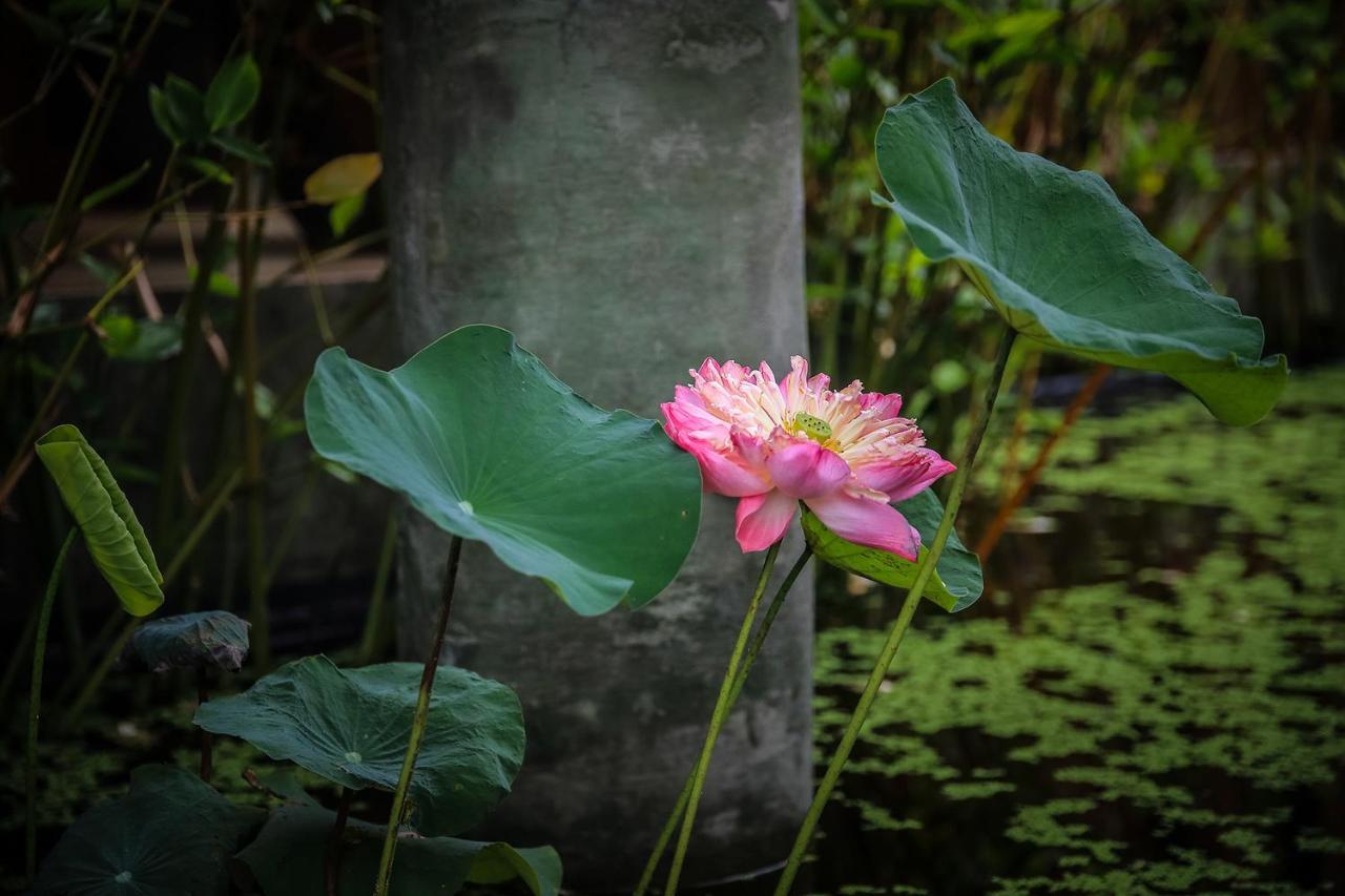 Azalea Village Chiang Dao Εξωτερικό φωτογραφία